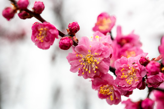 情人节花卉