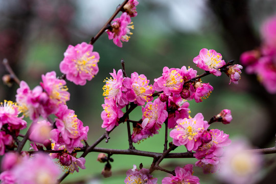 情人节花卉