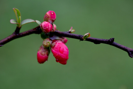 海棠花