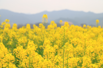 油菜花