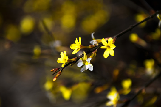 迎春花