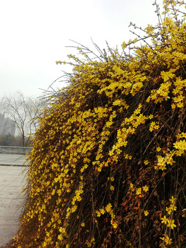 迎春花枝条