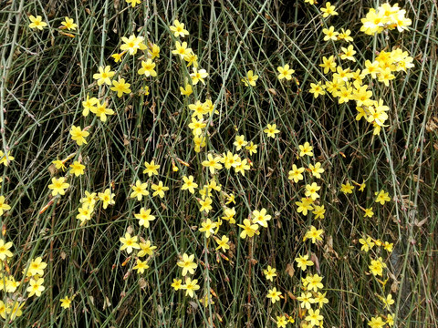 迎春花枝条