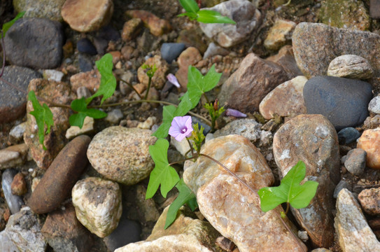 牵牛花