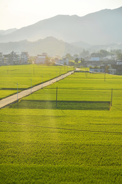 稻田