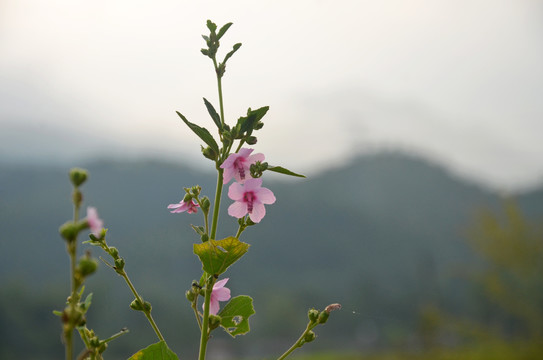 地桃花