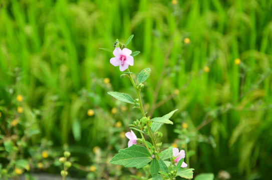 地桃花