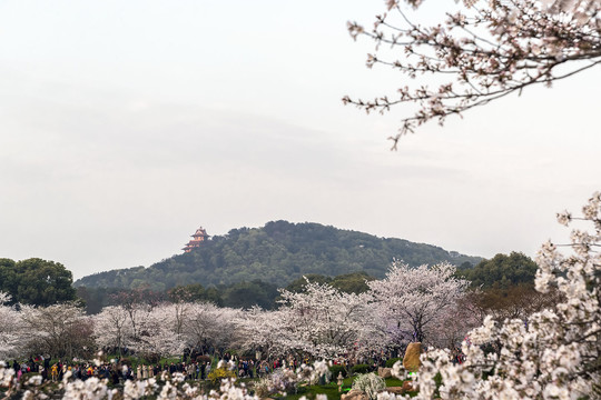 东湖樱花