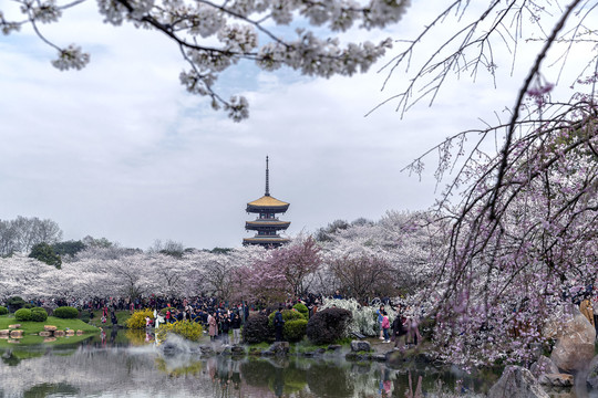 东湖樱花园