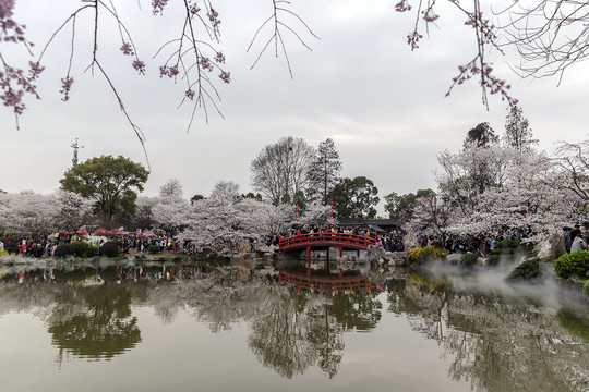 樱花园虹桥