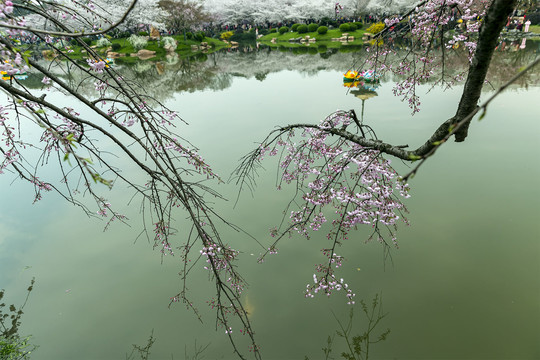 垂枝樱花