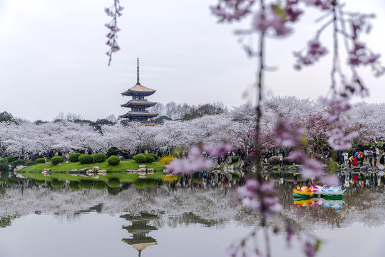 绚丽樱花