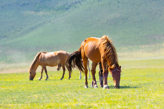 草原上吃草的马