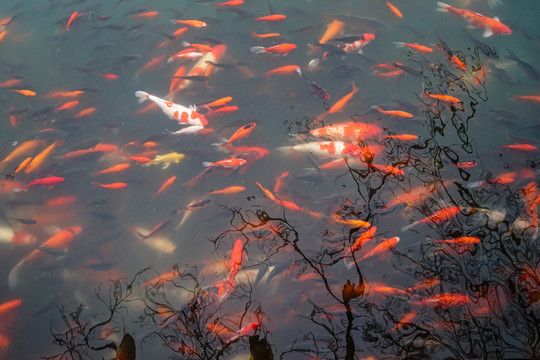 湖面锦鲤