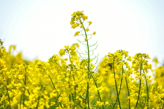 云南油菜花