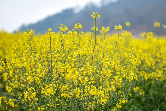 云南油菜花