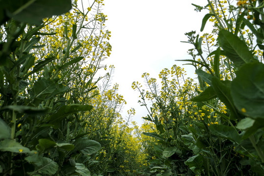 云南油菜花