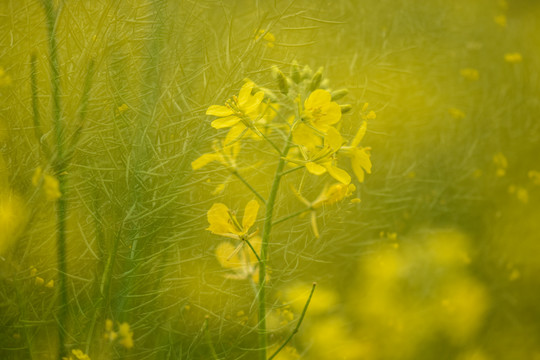 云南油菜花