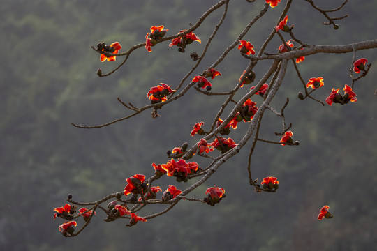 木棉花