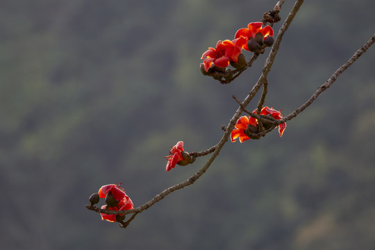 木棉花