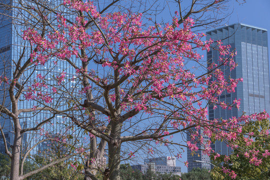 花树