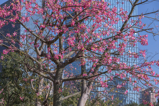 花树