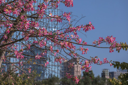 花树