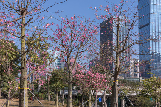 花树