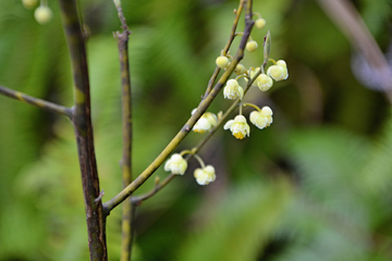 山鸡椒花