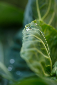 清晨包菜上的水滴微距特写