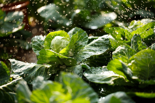 清晨包菜地水灌溉水滴雨滴特写