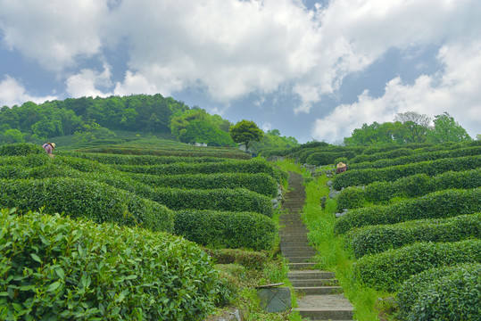 龙井茶园