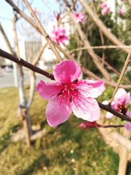 三月的红花