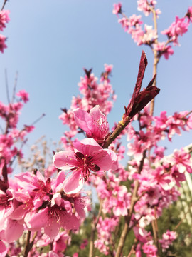 三月的红花