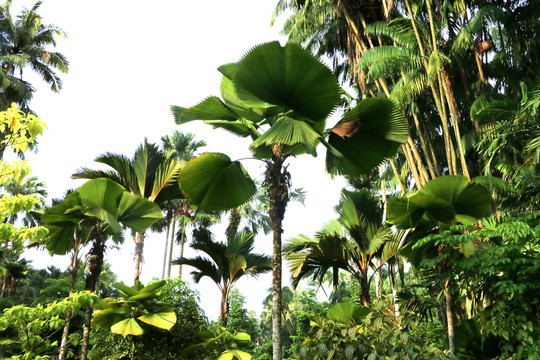 新加坡植物园的芭蕉树