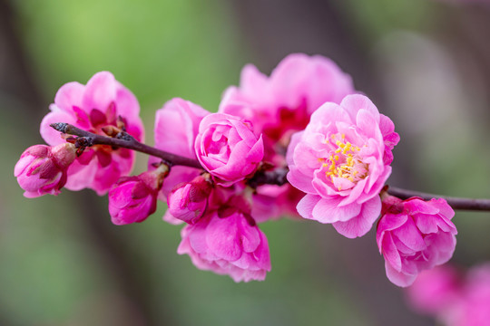 花之韵