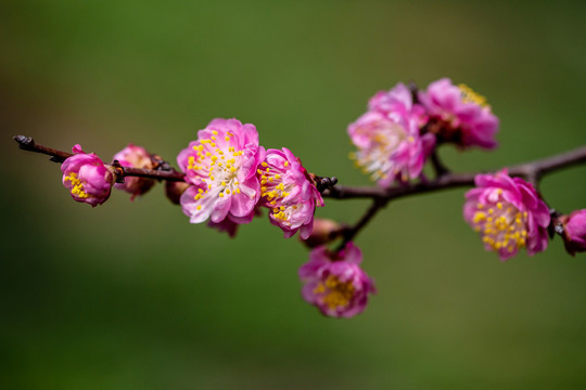 一枝梅花