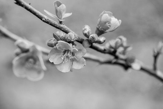 黑白花卉