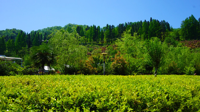 龙王垭山庄茶叶