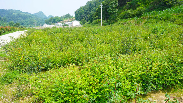 大石门花椒基地