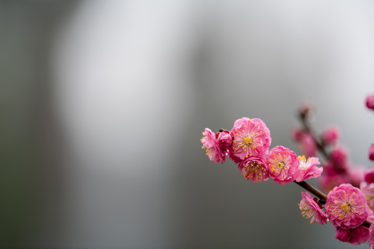 一枝梅花