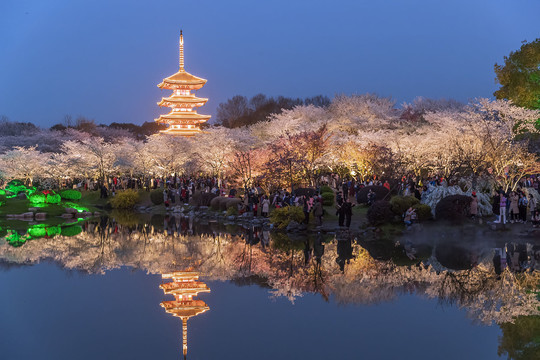 东湖樱园夜景