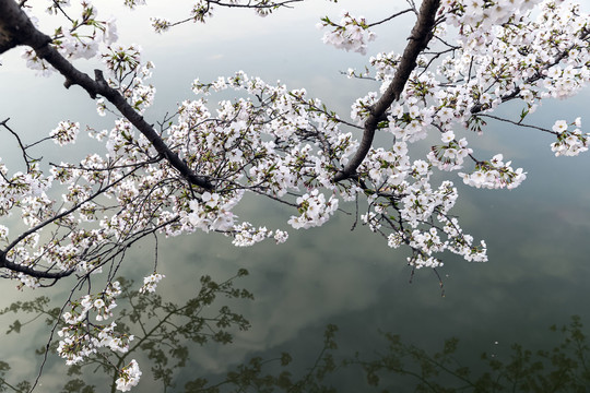 水边樱花