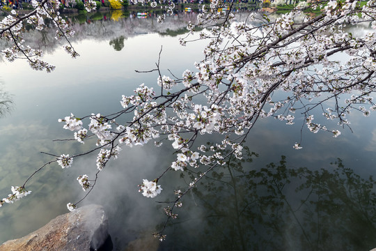 水映樱花