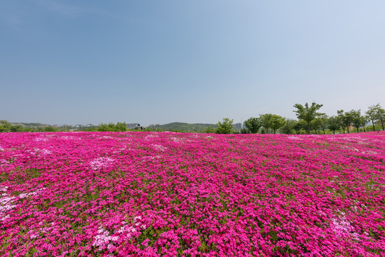 一片针叶天蓝绣球花地