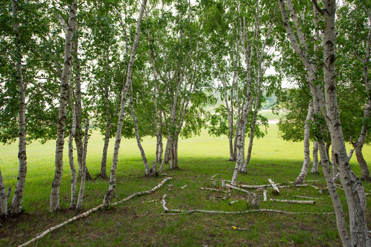 夏季的草原白桦树林