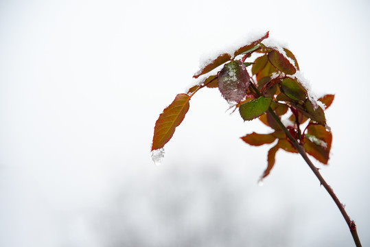 月季花叶上的雪