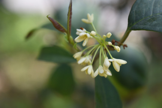 桂花