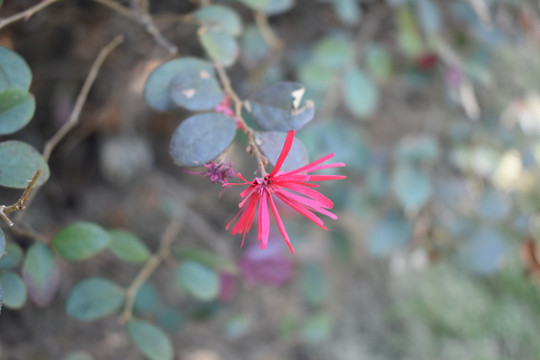 小红花