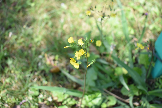 小草